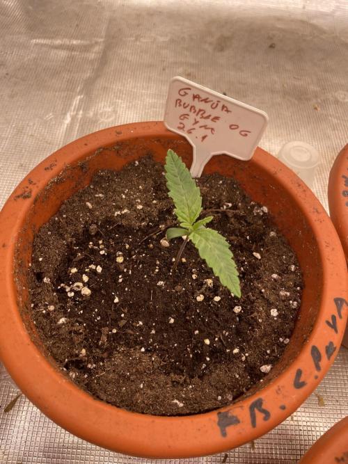 Bubble 🫧 OG gum. Week 2