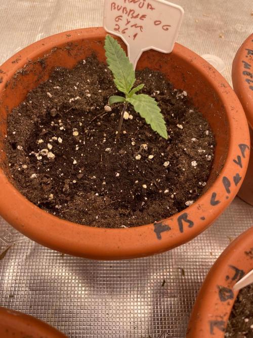 Bubble 🫧 OG gum. Week 2