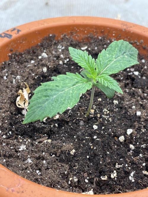 Gorilla 🦍 melon 🍈. Week 2