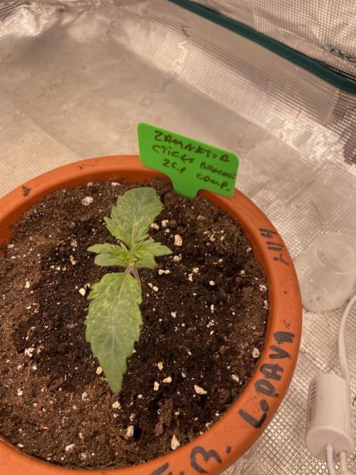 Sticky Brocoli Zamnesia+Plagron. Week 2