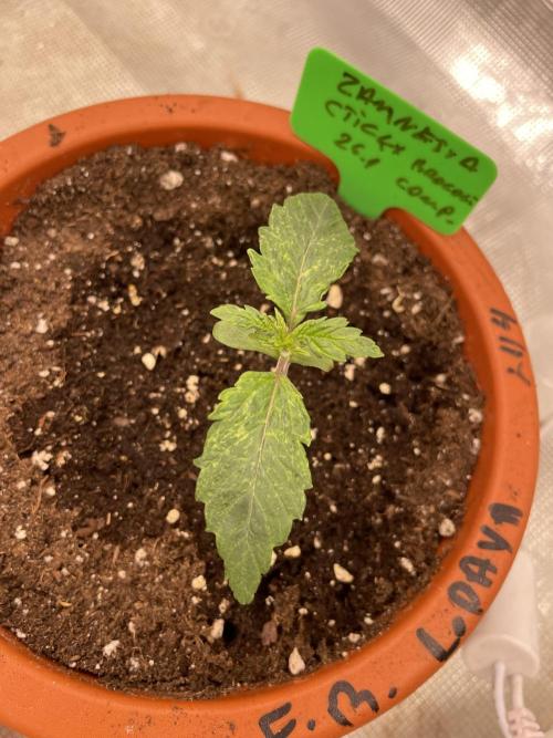 Sticky Brocoli Zamnesia+Plagron. Week 2