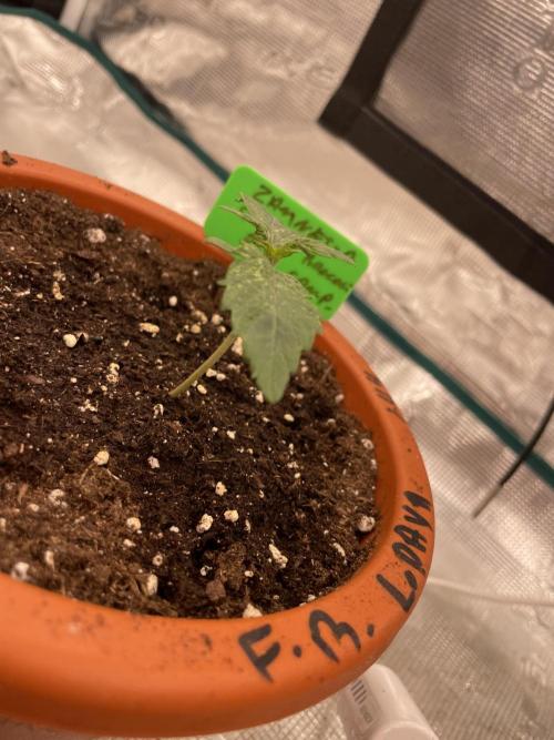 Sticky Brocoli Zamnesia+Plagron. Week 2