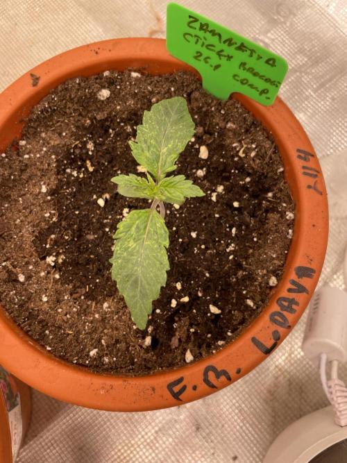 Sticky Brocoli Zamnesia+Plagron. Week 2