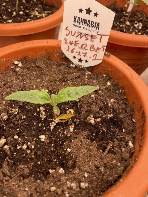 Sunset 🌅 sherbet. Week 2