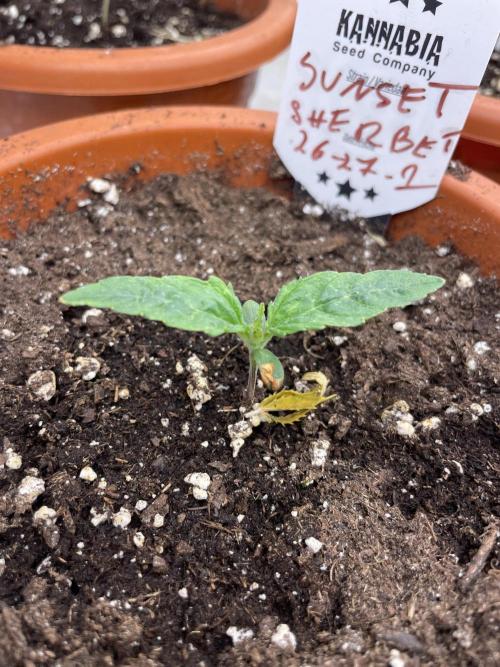 Sunset 🌅 sherbet. Week 2