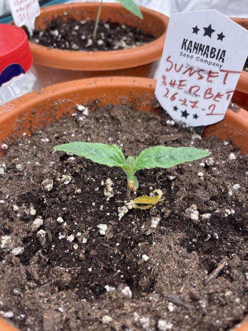 Sunset 🌅 sherbet. Week 2