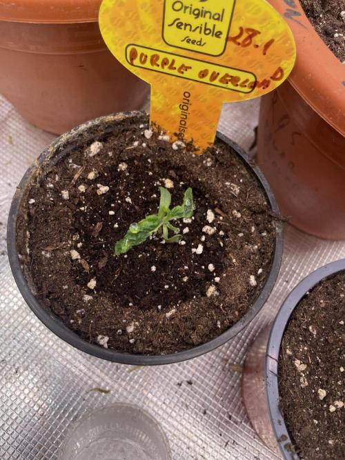 Purple Overload. Week 2