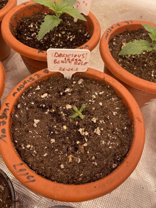 Sugar black rose 🥀. Week 2