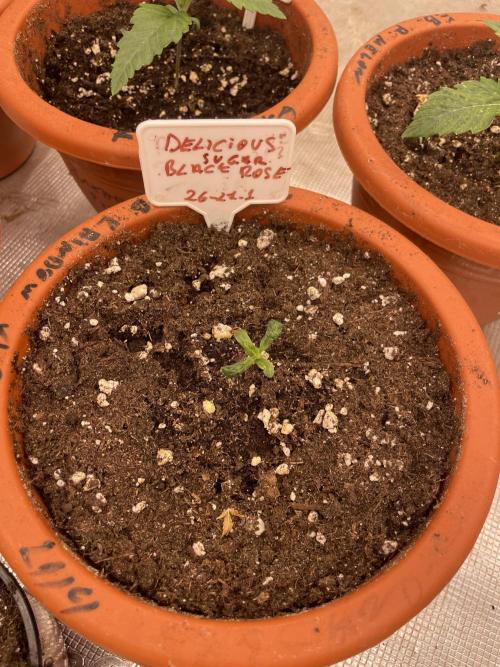 Sugar black rose 🥀. Week 2