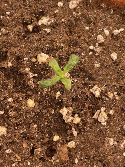 Sugar black rose 🥀. Week 2