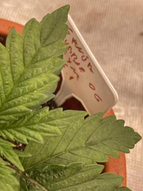 Bubble 🫧 OG gum. Week 3