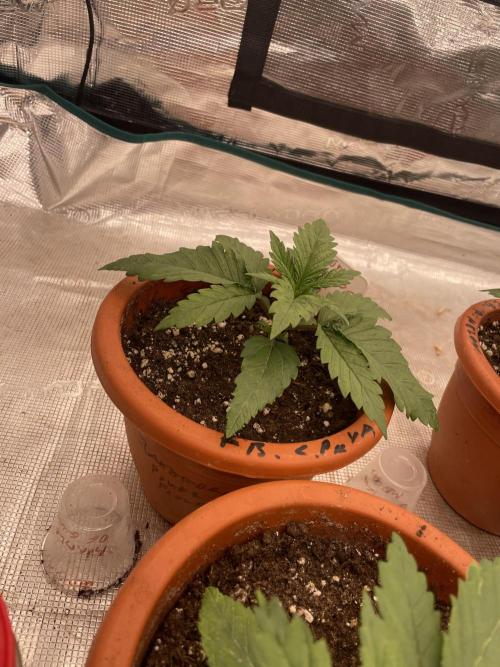 Bubble 🫧 OG gum. Week 3