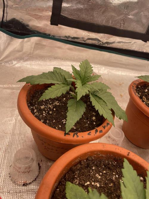 Bubble 🫧 OG gum. Week 3