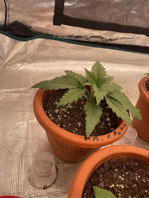 Bubble 🫧 OG gum. Week 3