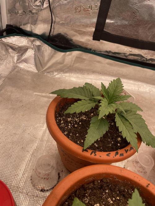 Bubble 🫧 OG gum. Week 3