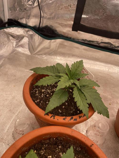 Bubble 🫧 OG gum. Week 3