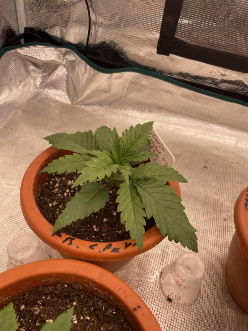 Bubble 🫧 OG gum. Week 3