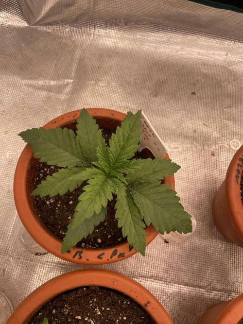 Bubble 🫧 OG gum. Week 3