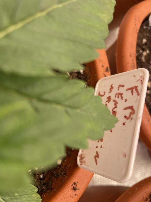 Lemon 🍋 Mandarin. Week 3