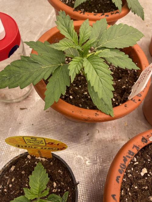 Lemon 🍋 Mandarin. Week 3