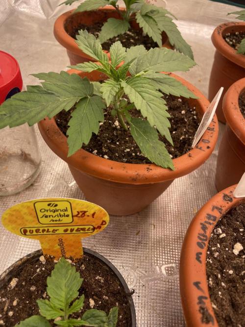 Lemon 🍋 Mandarin. Week 3