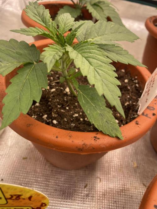 Lemon 🍋 Mandarin. Week 3