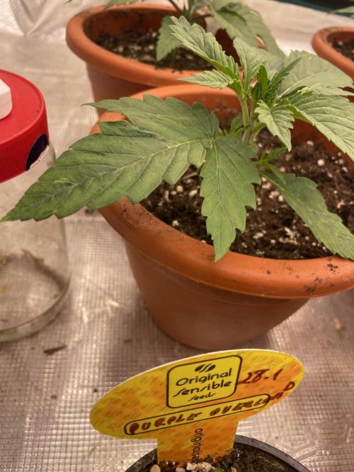 Lemon 🍋 Mandarin. Week 3