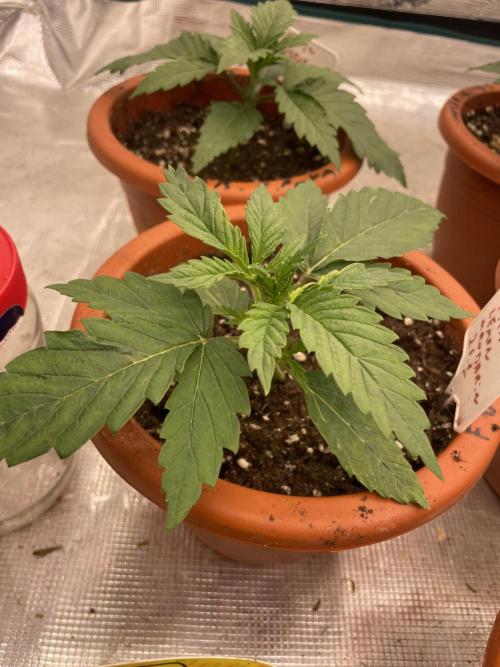 Lemon 🍋 Mandarin. Week 3