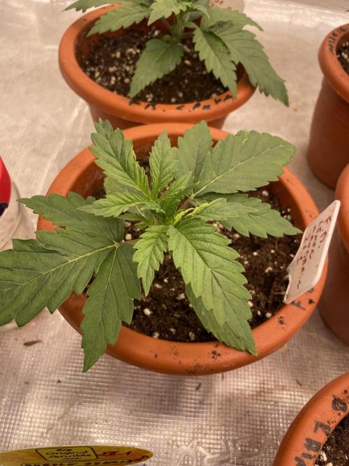 Lemon 🍋 Mandarin. Week 3