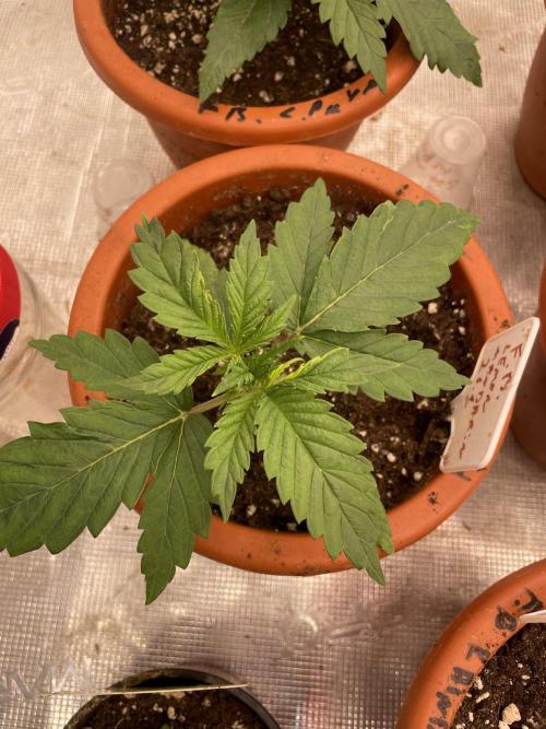 Lemon 🍋 Mandarin. Week 3