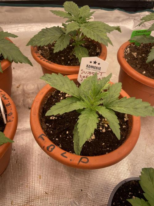 Sunset 🌅 sherbet. Week 3