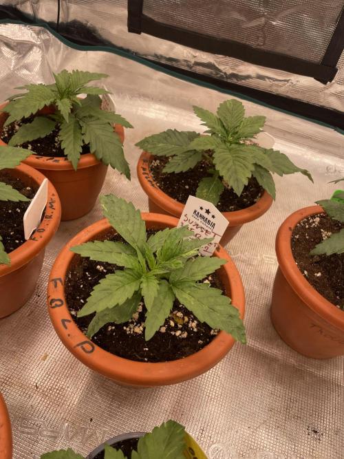 Sunset 🌅 sherbet. Week 3