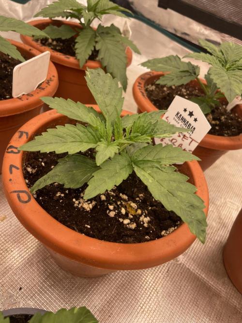 Sunset 🌅 sherbet. Week 3