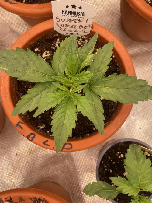 Sunset 🌅 sherbet. Week 3