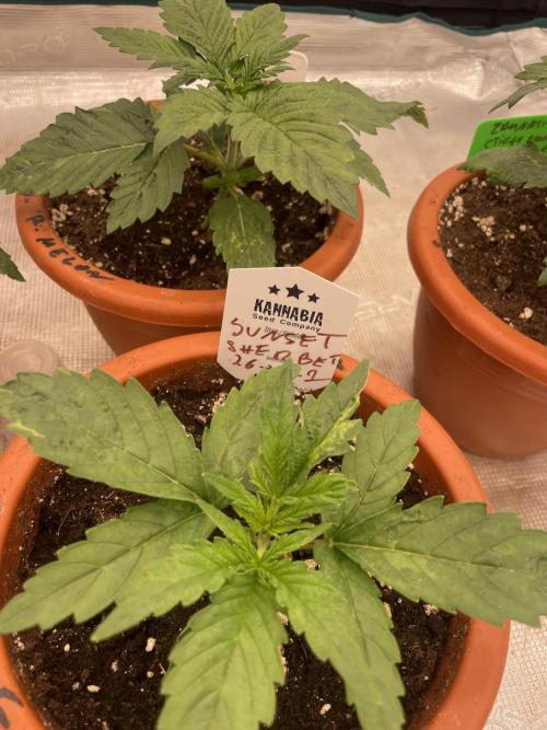 Sunset 🌅 sherbet. Week 3