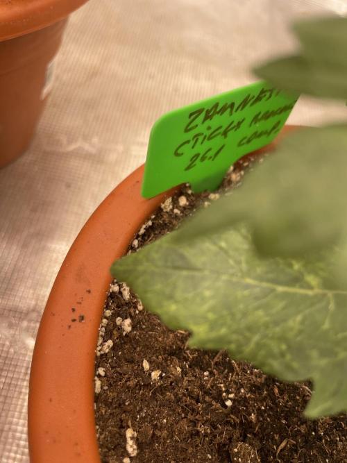 Sticky Brocoli Zamnesia+Plagron. Week 3