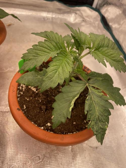 Sticky Brocoli Zamnesia+Plagron. Week 3