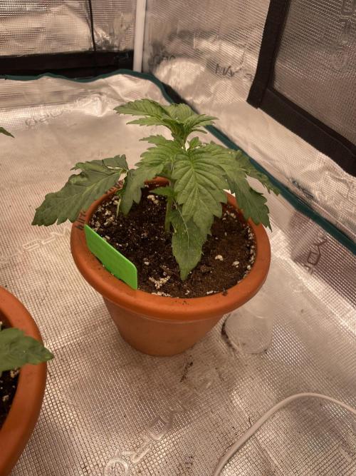 Sticky Brocoli Zamnesia+Plagron. Week 3