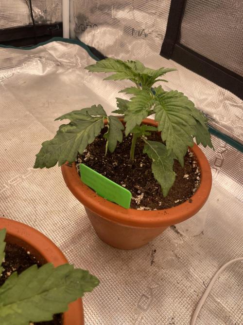 Sticky Brocoli Zamnesia+Plagron. Week 3