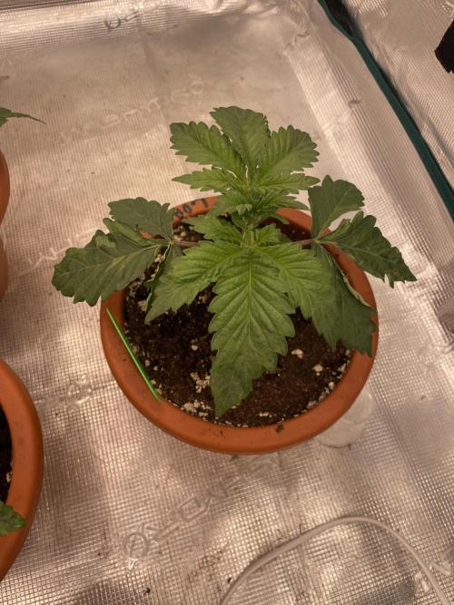 Sticky Brocoli Zamnesia+Plagron. Week 3