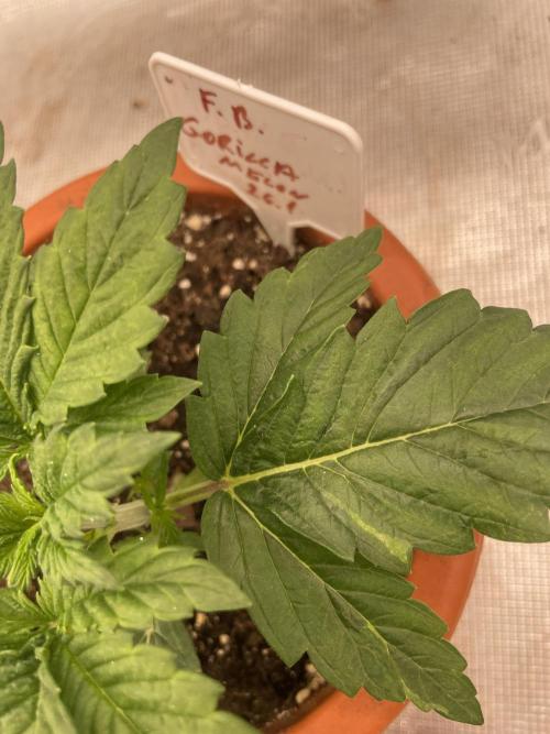 Gorilla 🦍 melon 🍈. Week 3