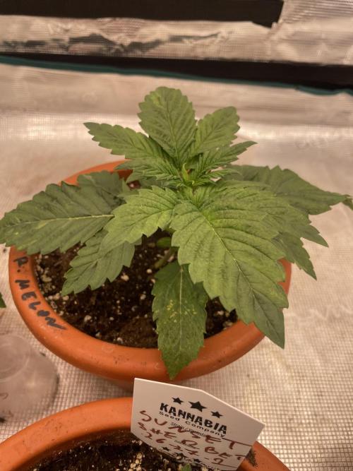 Gorilla 🦍 melon 🍈. Week 3