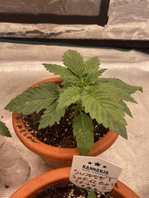 Gorilla 🦍 melon 🍈. Week 3