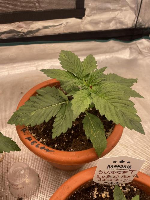 Gorilla 🦍 melon 🍈. Week 3