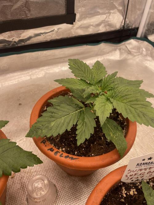 Gorilla 🦍 melon 🍈. Week 3