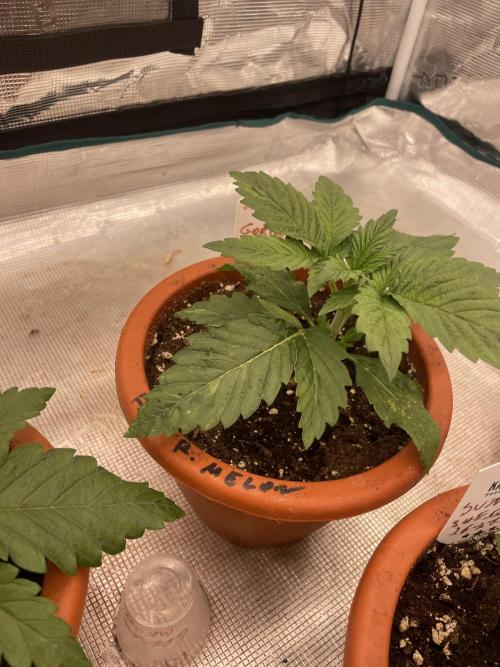 Gorilla 🦍 melon 🍈. Week 3