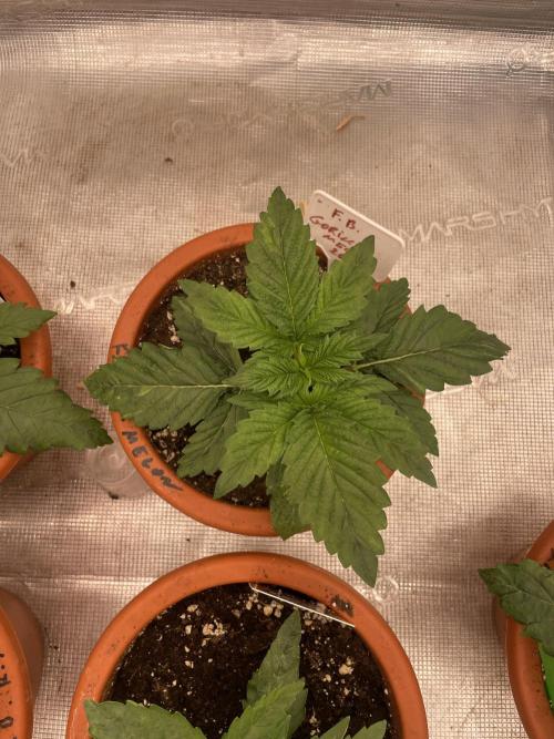 Gorilla 🦍 melon 🍈. Week 3