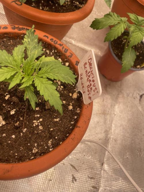 Sugar black rose 🥀. Week 3