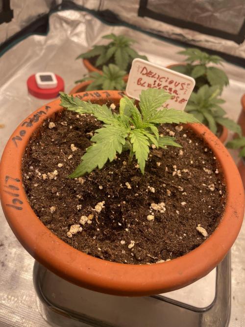 Sugar black rose 🥀. Week 3