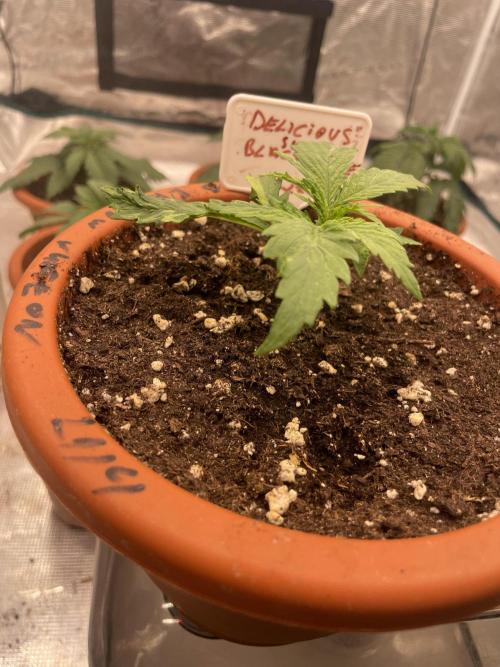 Sugar black rose 🥀. Week 3